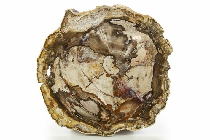 Beautiful Petrified Wood (Araucaria) Round - Madagascar #332918